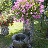 fontana nel giardino- la pietra dove cade l'acqua è stata erosa dal tempo- il nostro amico a quattro zampe può bere