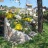 giardino roccioso