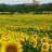 i girasoli