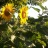 I nostri girasoli