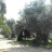 Viale ingresso