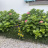 Giardino esclusivo
