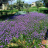 Vista con giardino