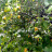 GIARDINO CON ALBERI DA FRUTTO