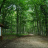 Foresta Umbra