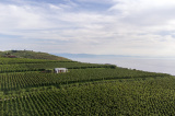 Tenuta di Castellaro